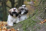 SHIH TZU 145